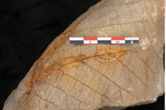 Foto (Detailansicht) von Credneria acuminata Hampe (NHMW-GEO-2024-0188-10598)
